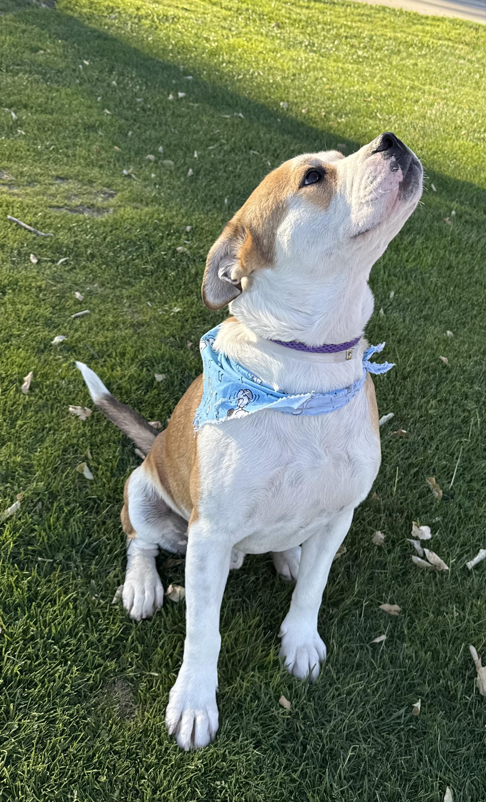 Enlarge BUDDY, an adopted mixed breed in Portland , OR image 3/6