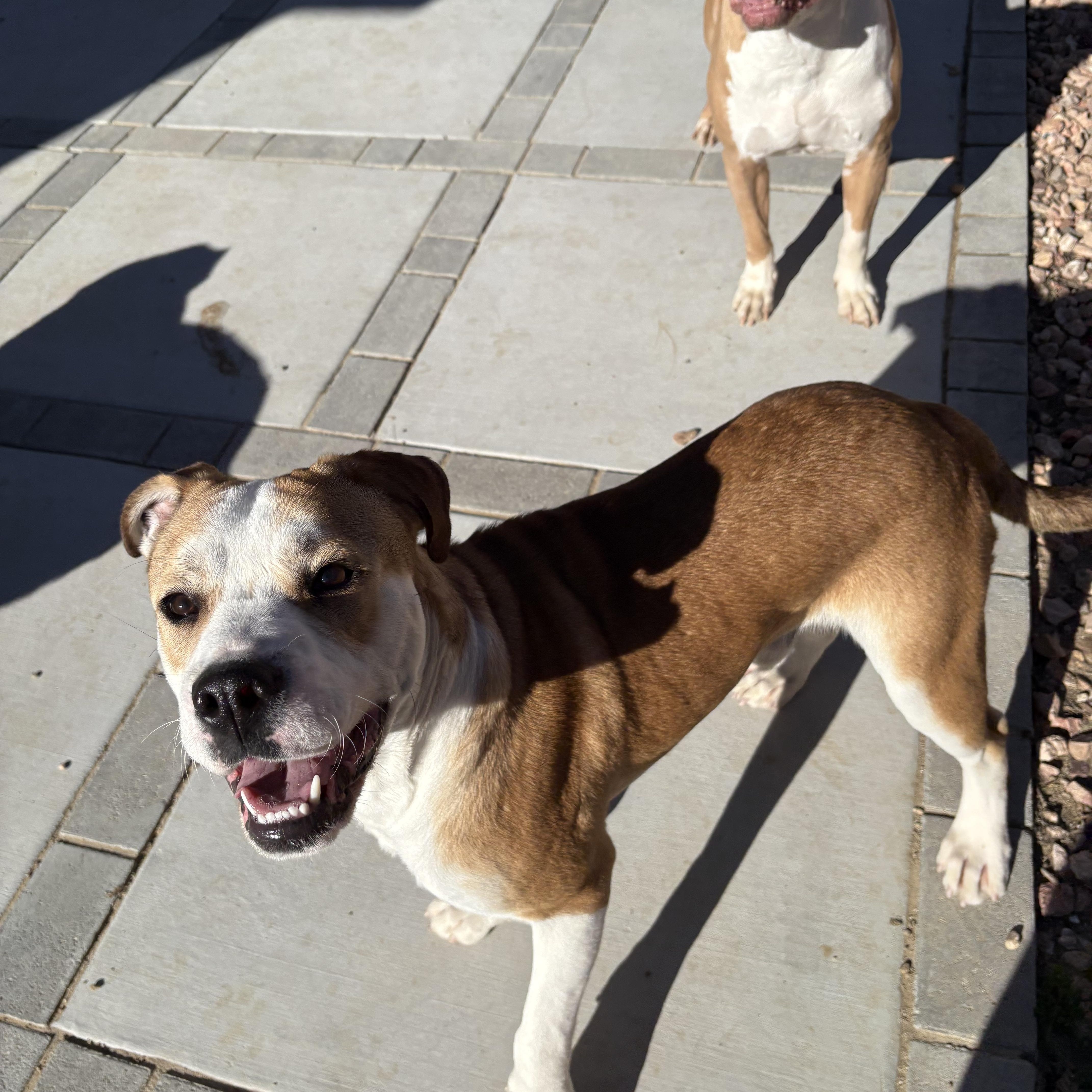 Enlarge BUDDY, an adopted mixed breed in Portland , OR image 4/6