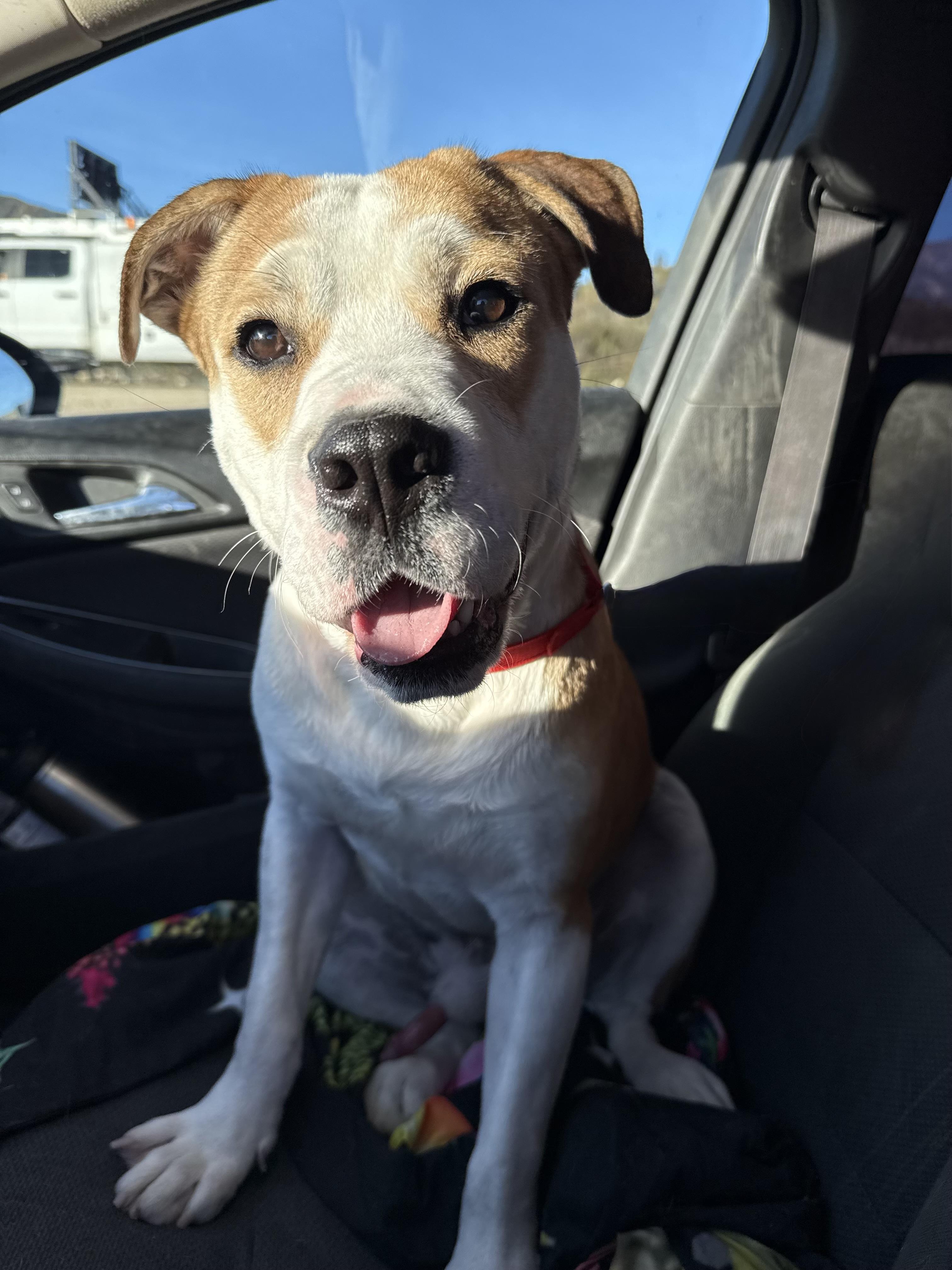 Enlarge BUDDY, an adopted mixed breed in Portland , OR image 2/6