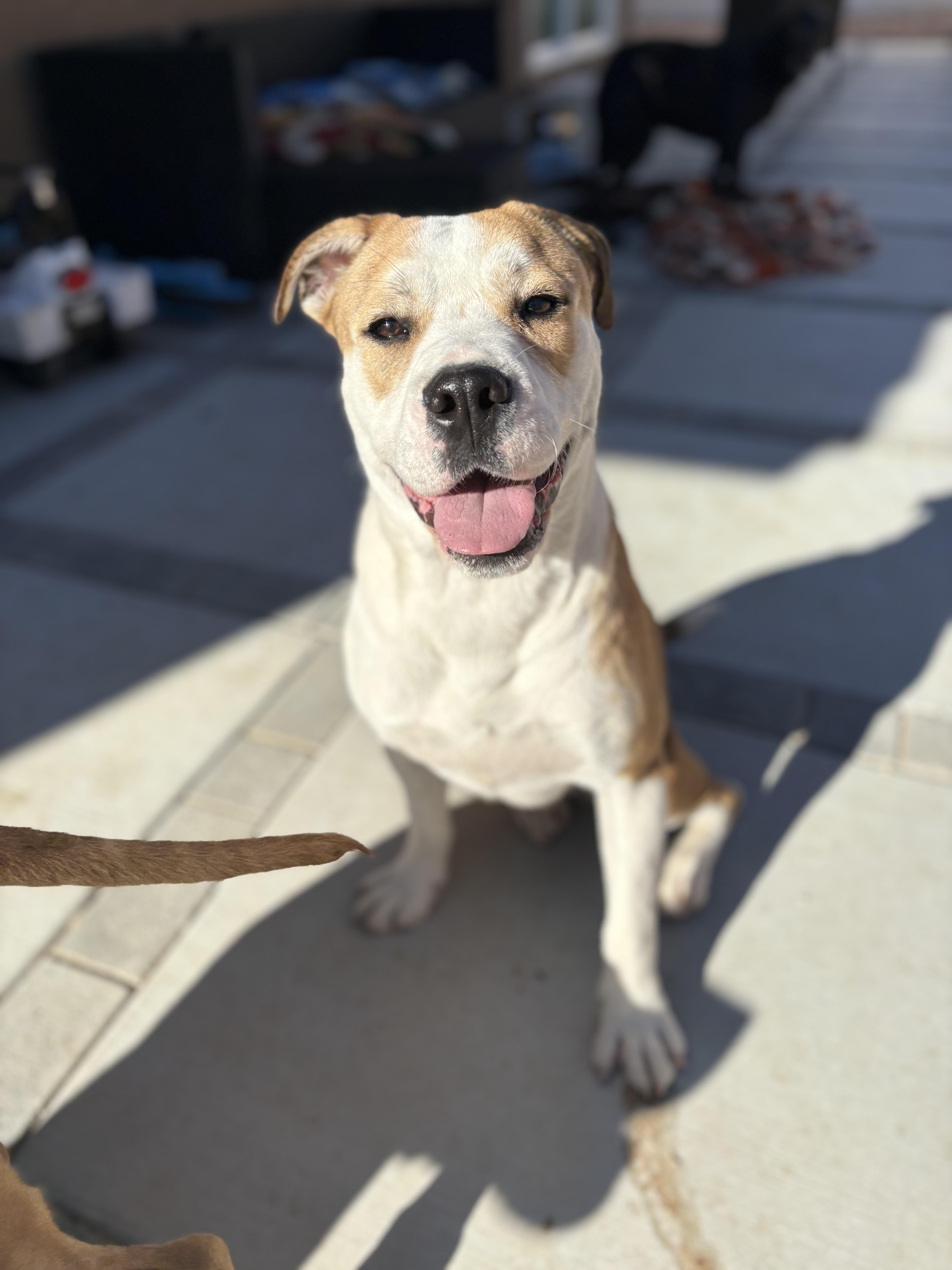 Enlarge BUDDY, an adopted mixed breed in Portland , OR image 1/6