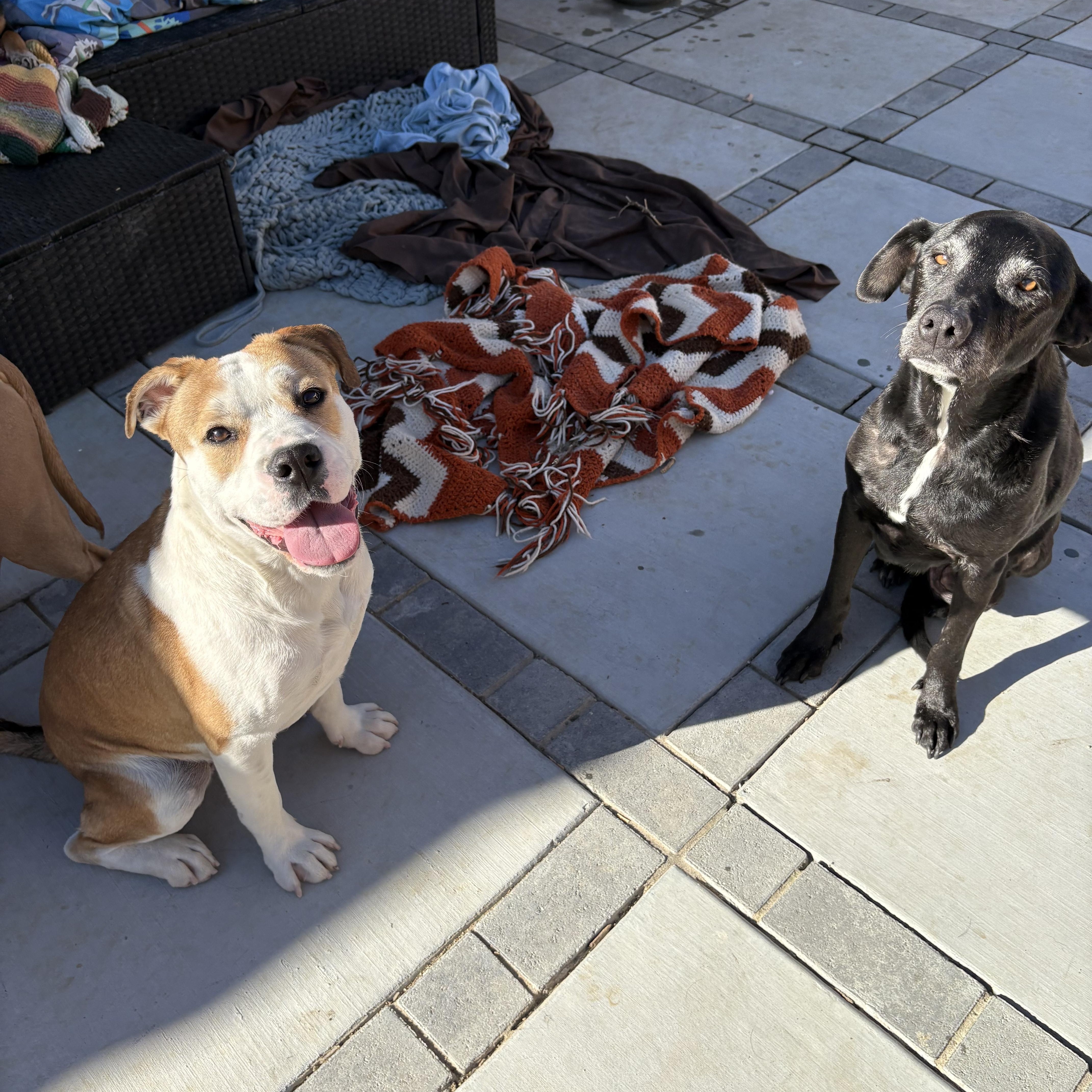 Enlarge BUDDY, an adopted mixed breed in Portland , OR image 5/6