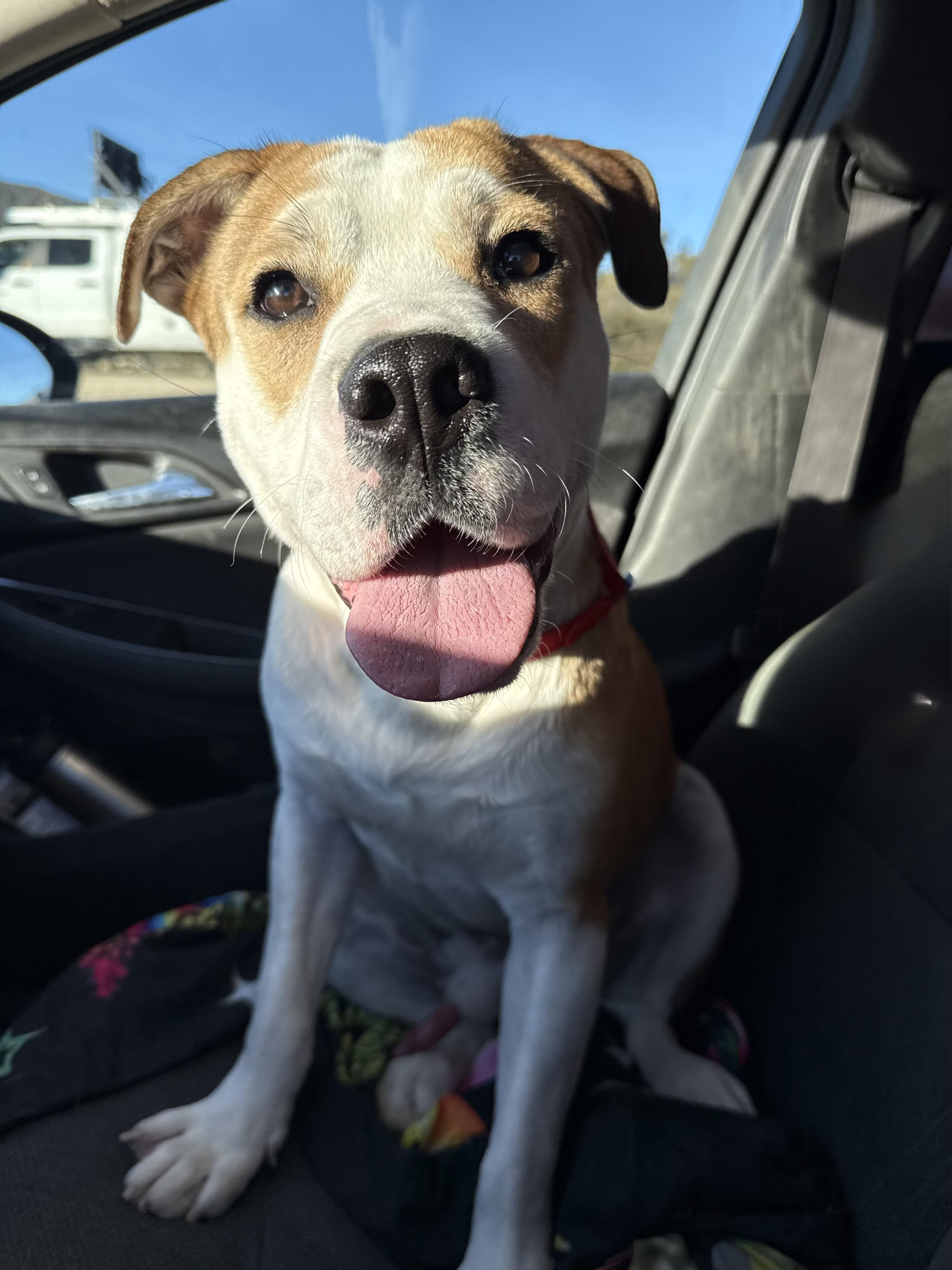 Enlarge BUDDY, an adopted mixed breed in Portland , OR image 6/6