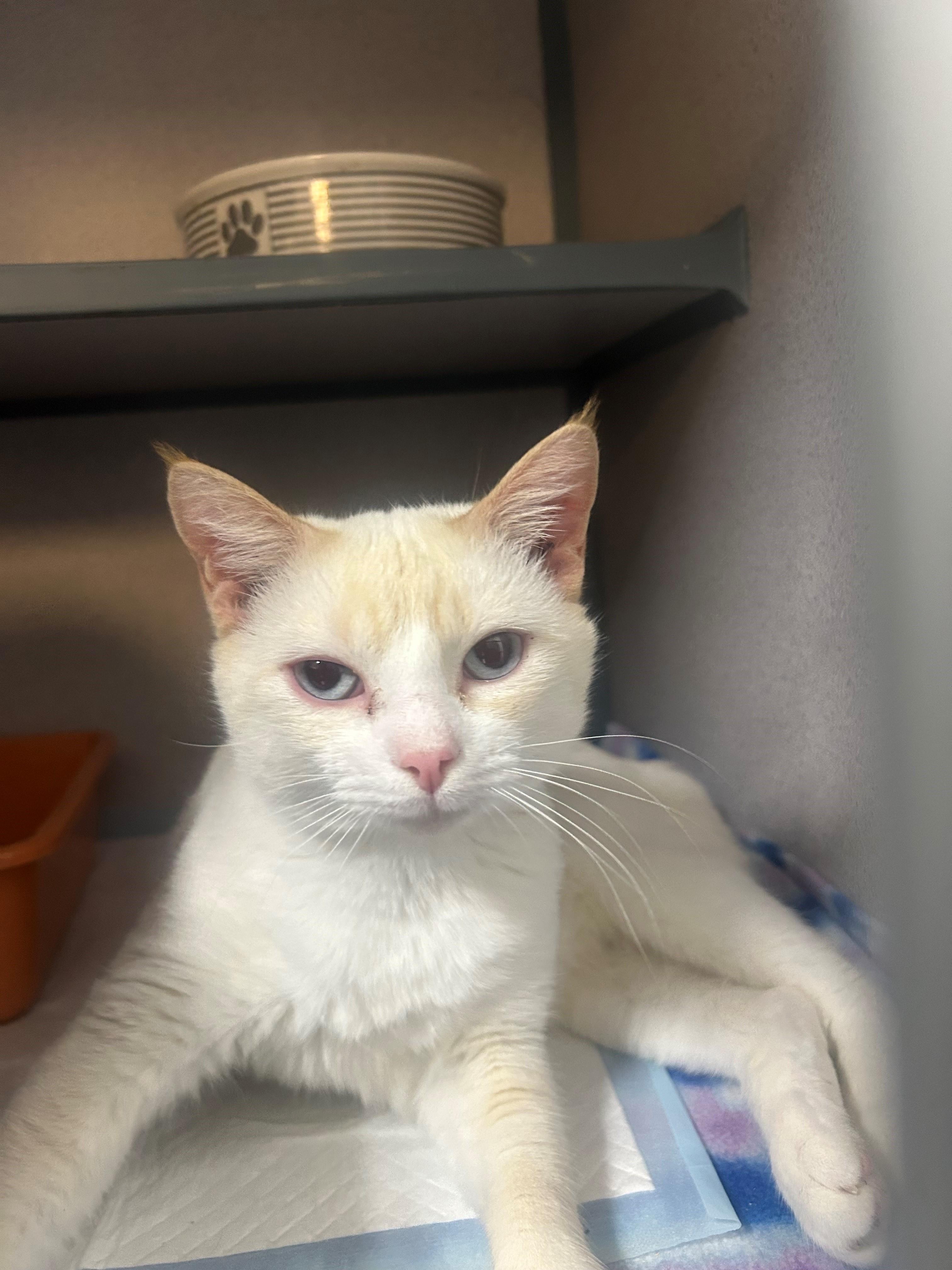 Rowan, adopted, Adult Male Domestic Short Hair.