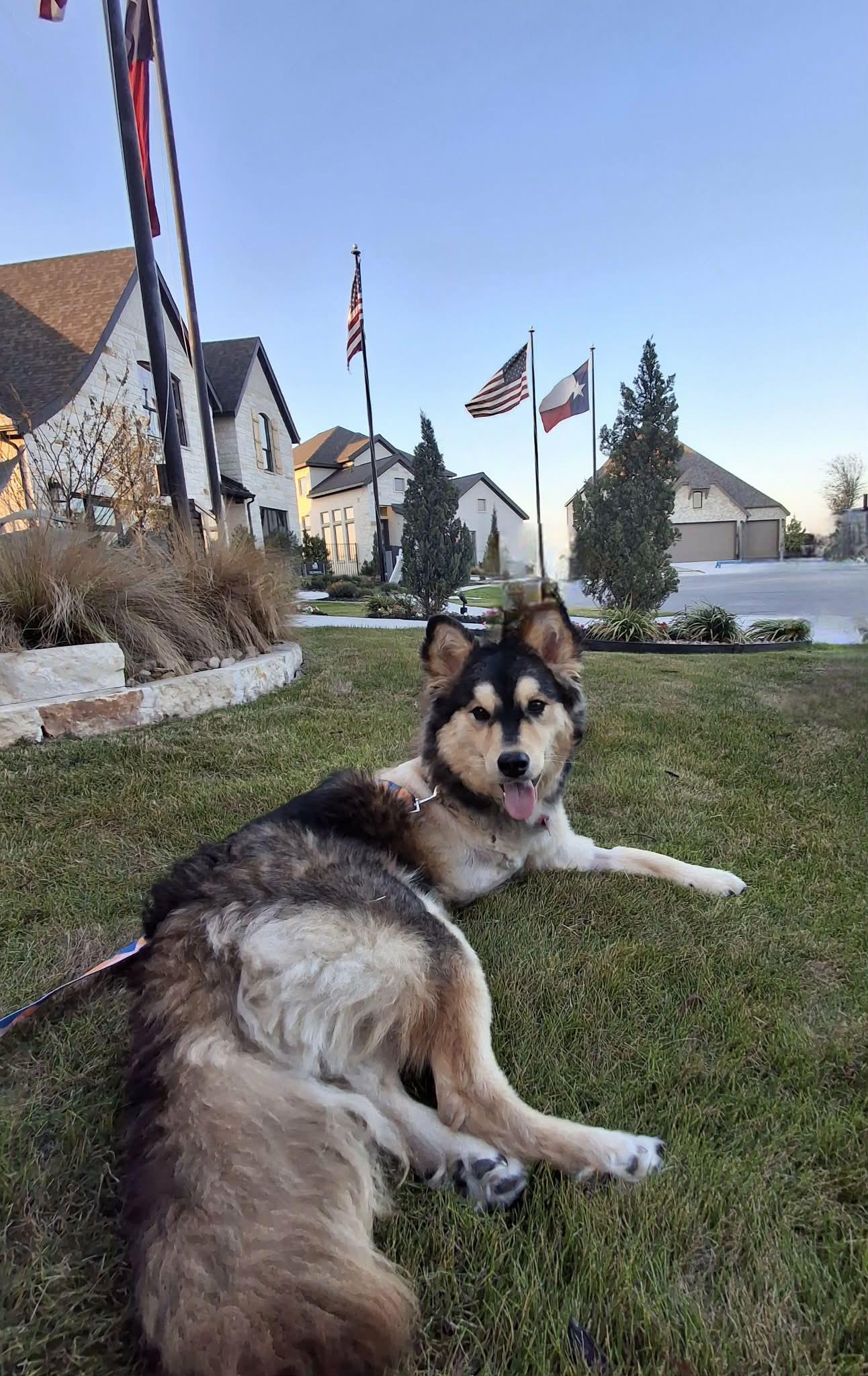 Sunny — thumbnail 4