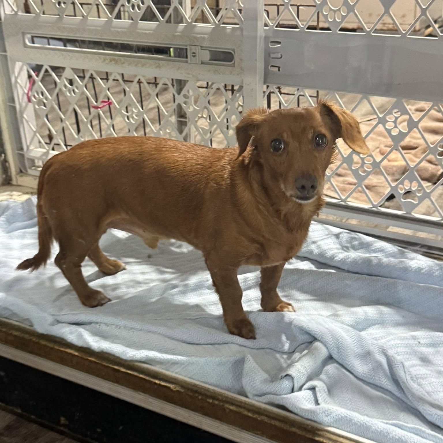 Homer, ADOPTABLE, Senior Male Dachshund.