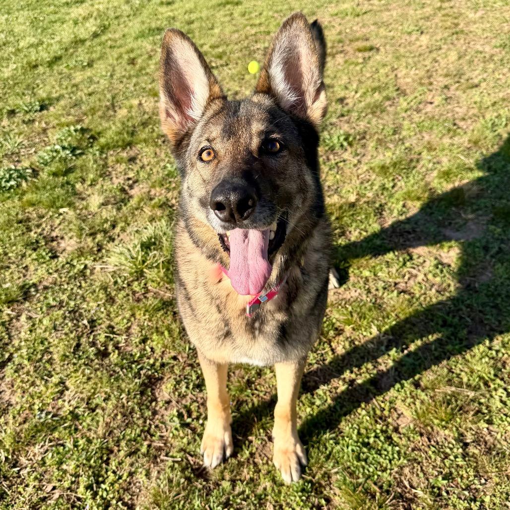 Enlarge Furie - Missouri MR26-307, a Adoptable German Shepherd Dog in Peyton, CO image 2/6