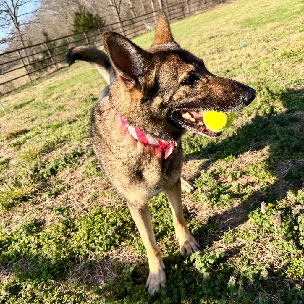 Enlarge Furie - Missouri MR26-307, a Adoptable German Shepherd Dog in Peyton, CO image 3/6