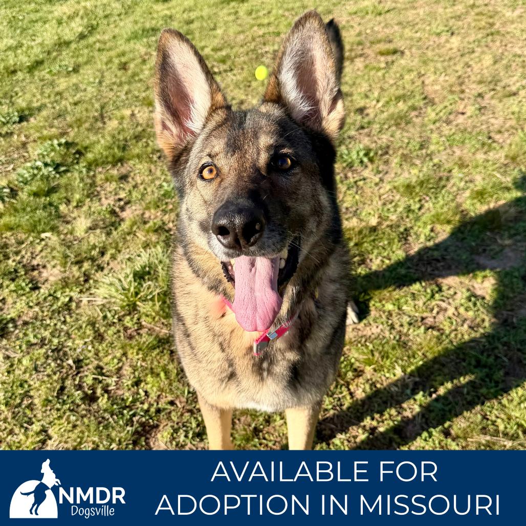Enlarge Furie - Missouri MR26-307, a Adoptable German Shepherd Dog in Peyton, CO image 4/6