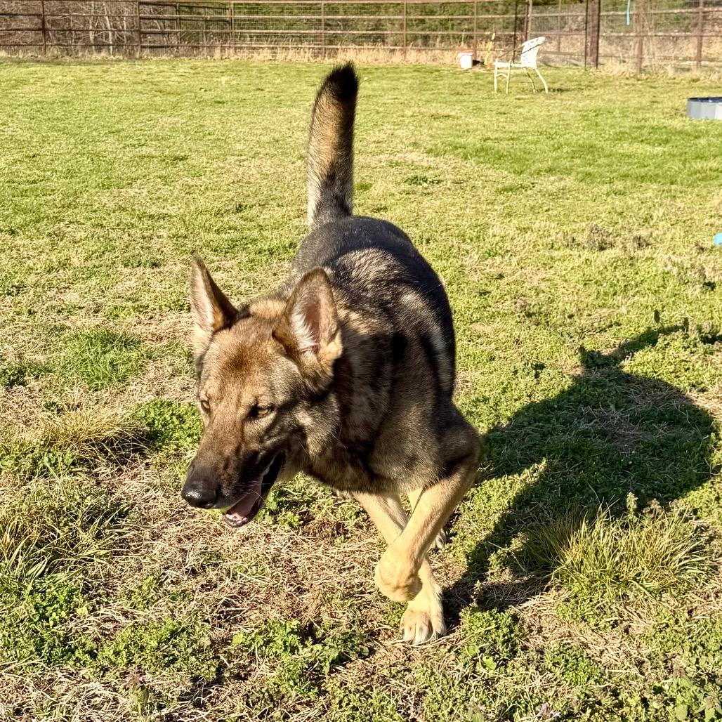 Enlarge Furie - Missouri MR26-307, a Adoptable German Shepherd Dog in Peyton, CO image 5/6