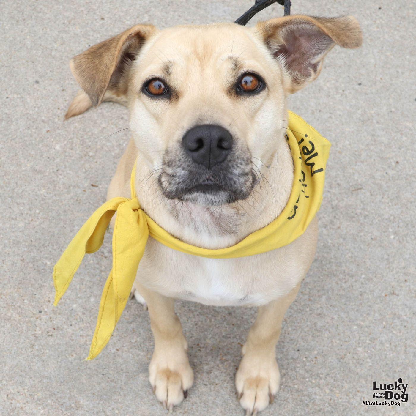Brandice, Adoptable, Young Female Shepherd & Retriever.