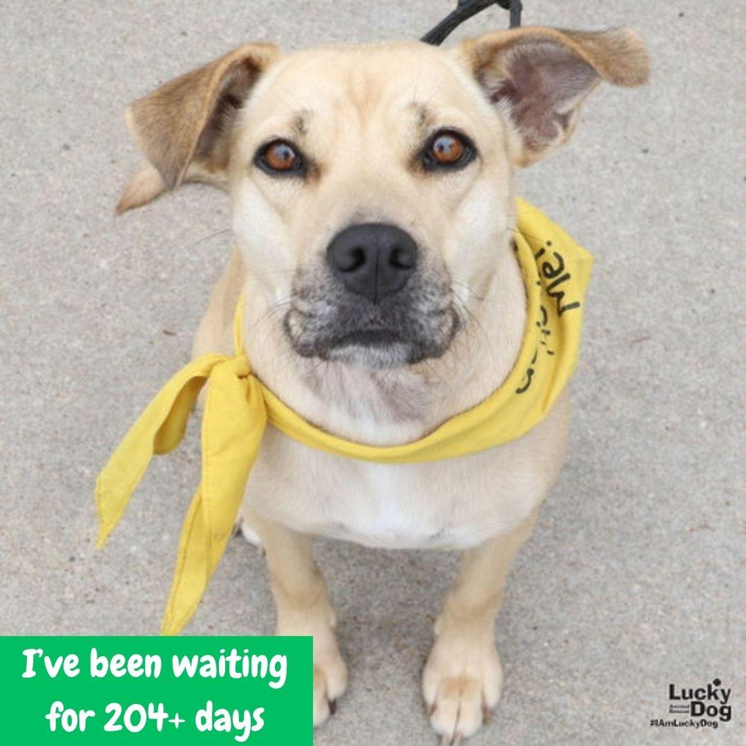 Brandice, Adoptable, Young Female Shepherd & Retriever.
