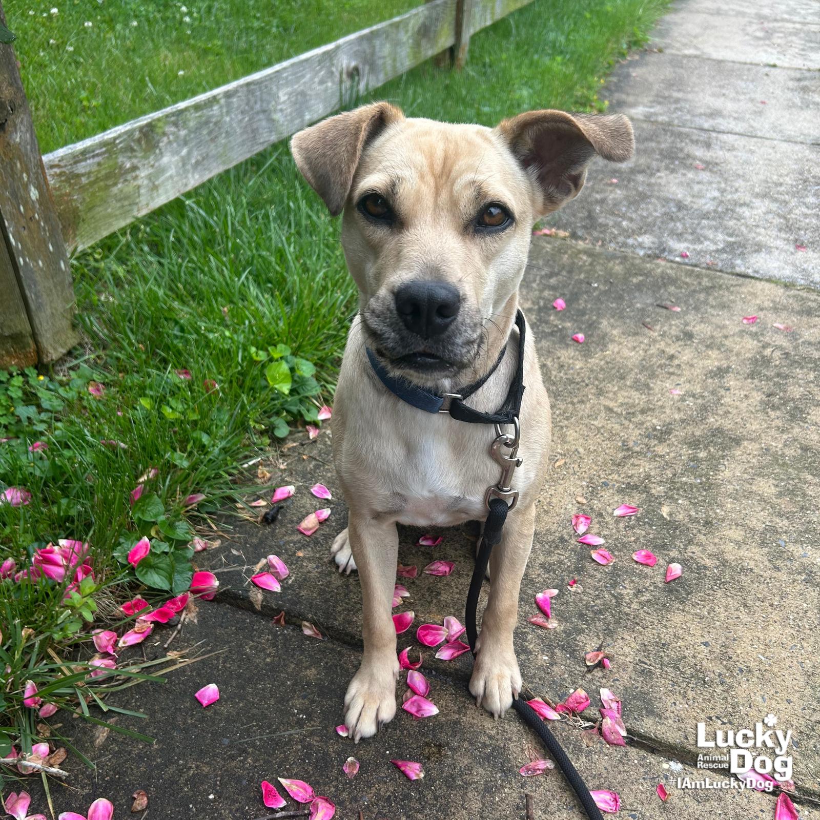 Brandice, a Adoptable mixed breed in Washington, DC image 3/3
