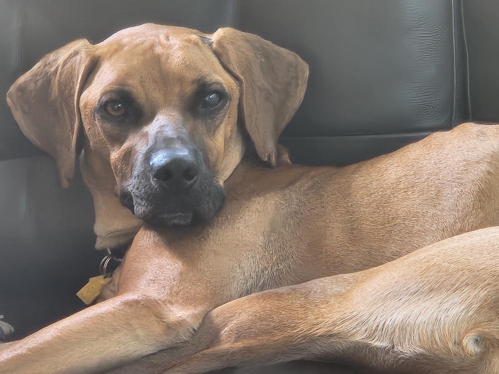 Devin, a Adoptable mixed breed in Winter Garden, FL image 2/6