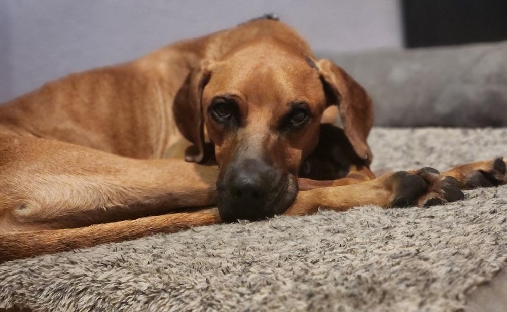 Devin, a Adoptable mixed breed in Winter Garden, FL image 4/6