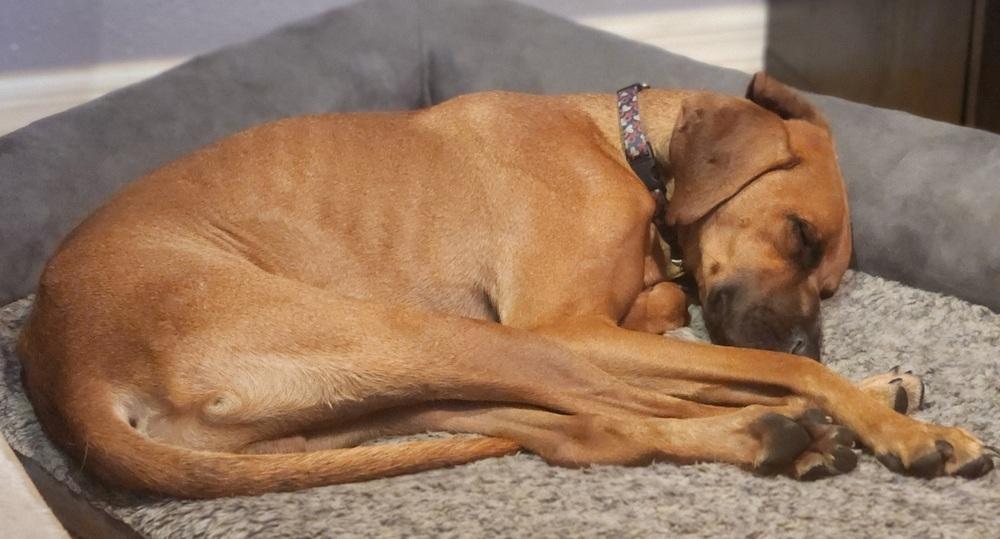 Devin, a Adoptable mixed breed in Winter Garden, FL image 5/6