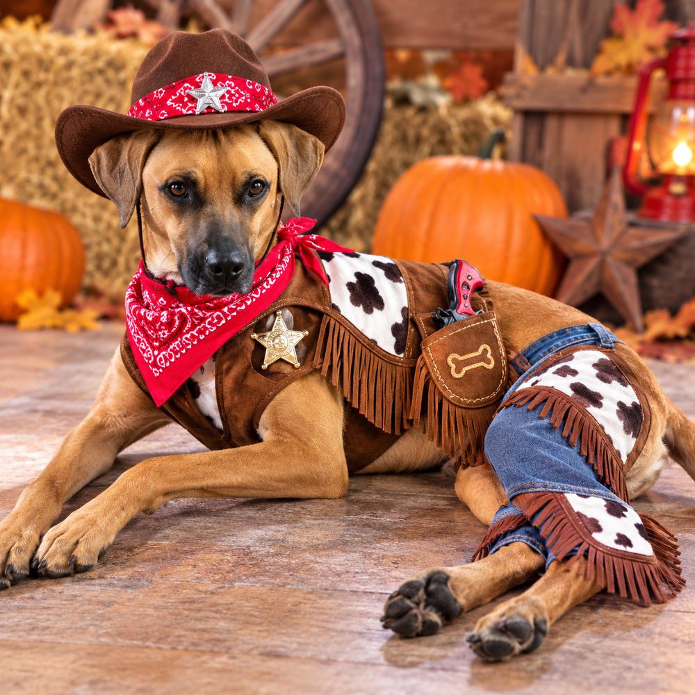 Enlarge Devin, a Adoptable mixed breed in Winter Garden, FL image 5/5