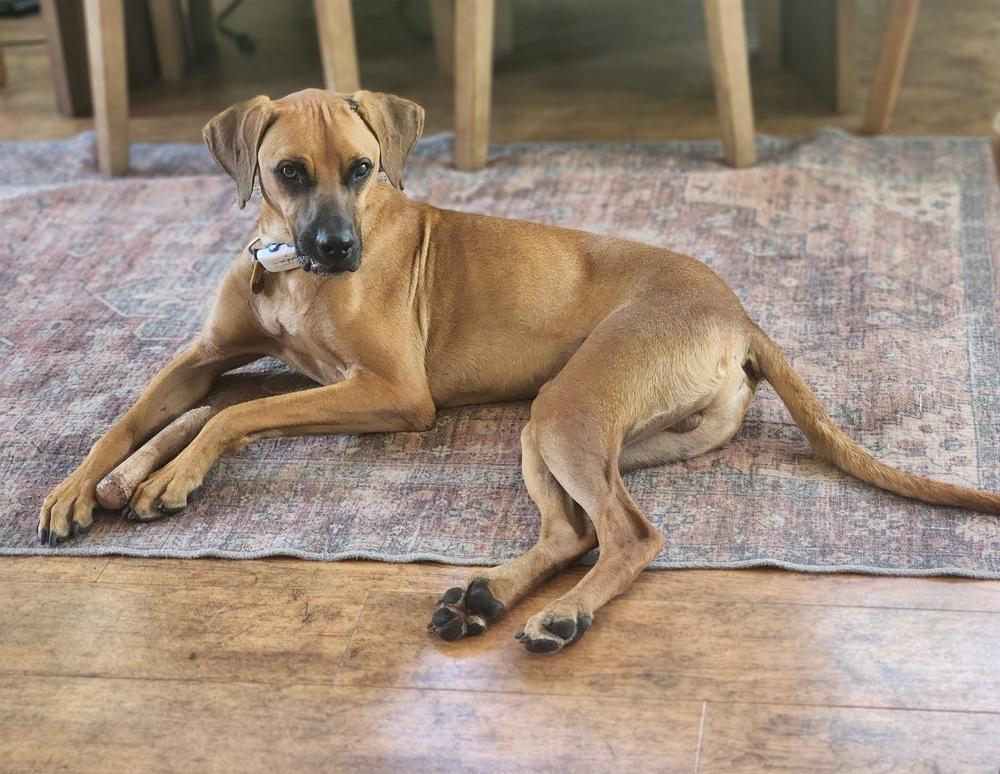Devin, a Adoptable mixed breed in Winter Garden, FL image 6/6