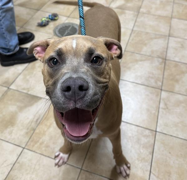 Leo, Adoptable, Young Male Pit Bull Terrier.