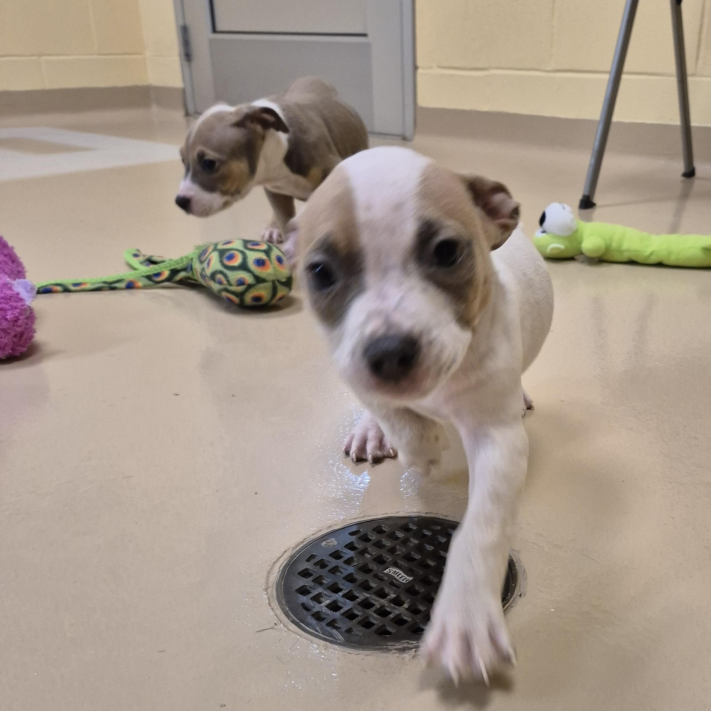 Vore, a ADOPTABLE mixed breed in Schertz, TX image 1/2