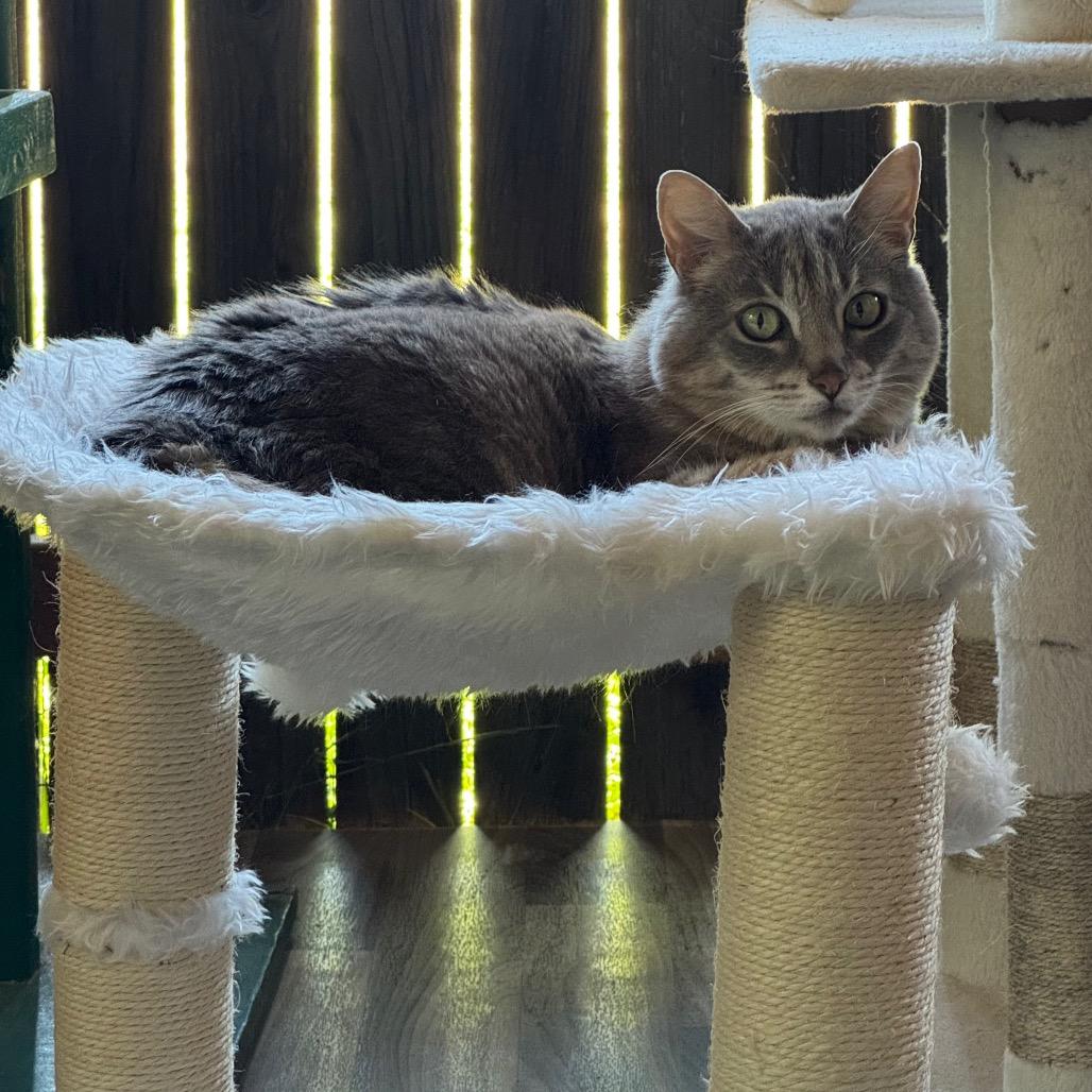 Baker, Adoptable, Senior Female Domestic Short Hair.