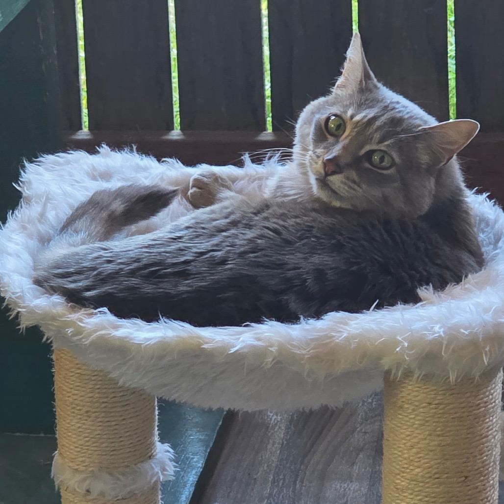 Enlarge Baker, a Adoptable Domestic Short Hair in Port Angeles, WA image 2/6