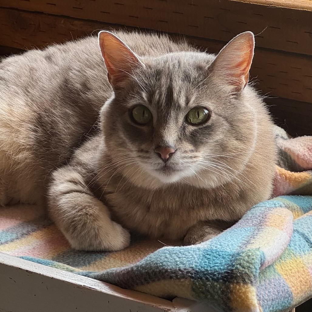Enlarge Baker, a Adoptable Domestic Short Hair in Port Angeles, WA image 3/6