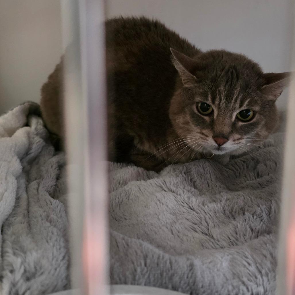 Enlarge Baker, a Adoptable Domestic Short Hair in Port Angeles, WA image 4/6