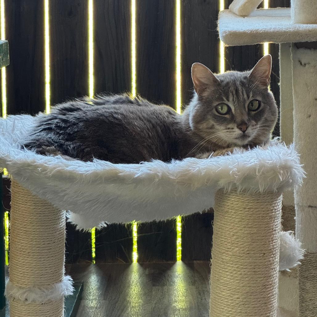 Enlarge Baker, a Adoptable Domestic Short Hair in Port Angeles, WA image 5/6