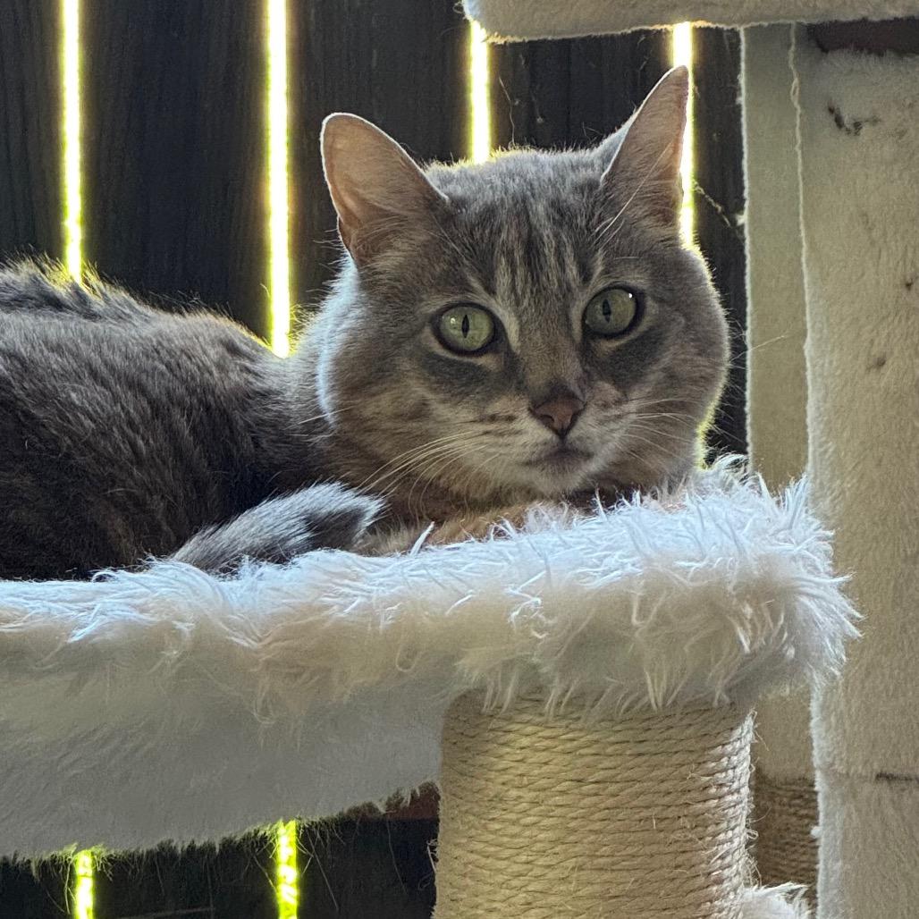 Enlarge Baker, a Adoptable Domestic Short Hair in Port Angeles, WA image 6/6