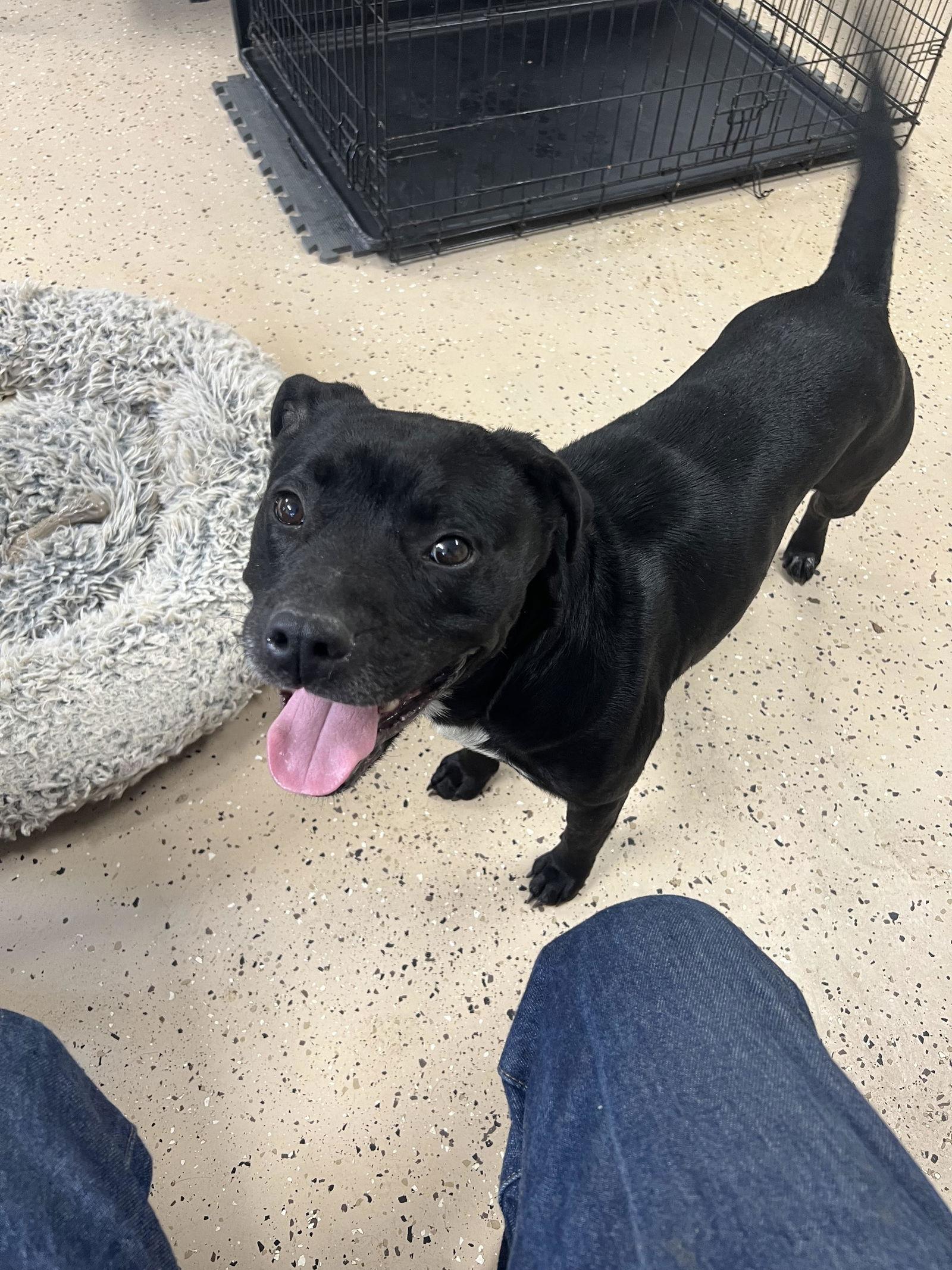 Haisley, Adoptable, Young Female Staffordshire Bull Terrier.