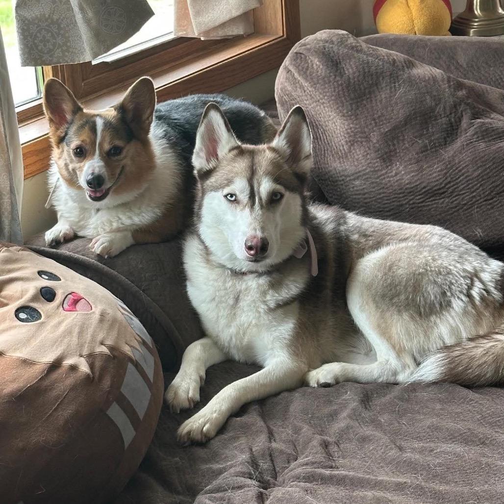 Enlarge Ohanna, a Adoptable Husky in Brainerd, MN image 1/4