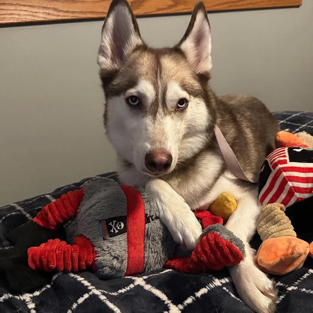 Enlarge Ohanna, a Adoptable Husky in Brainerd, MN image 2/4