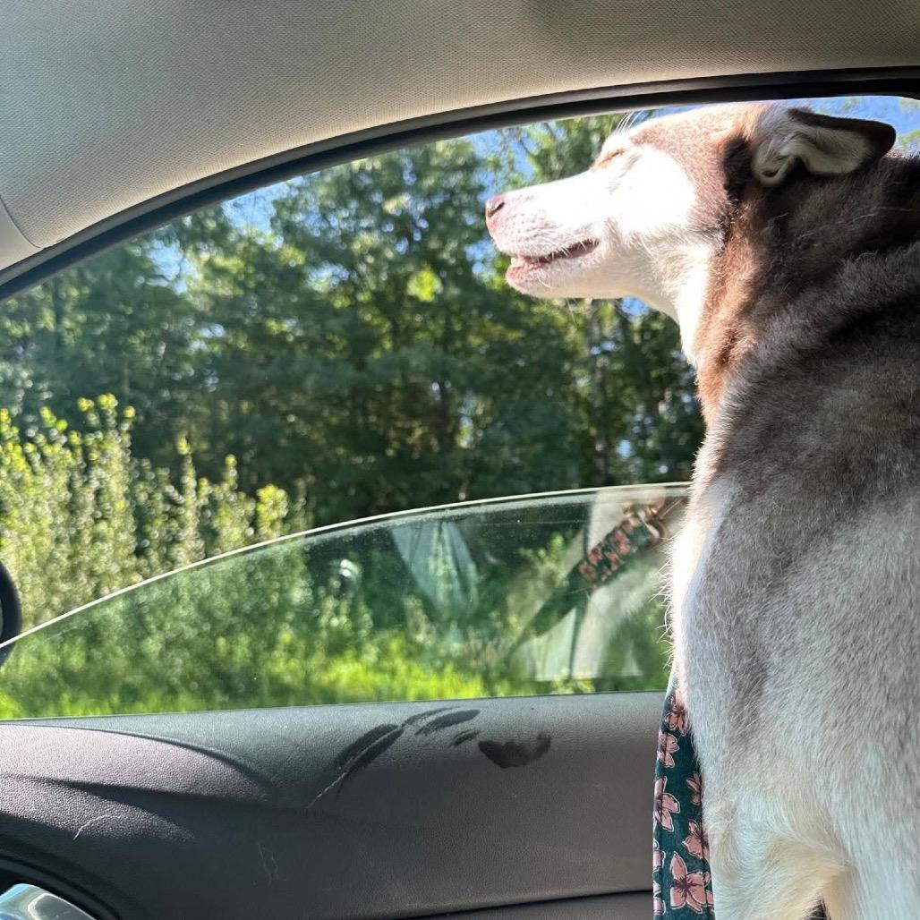 Enlarge Ohanna, a Adoptable Husky in Brainerd, MN image 3/4