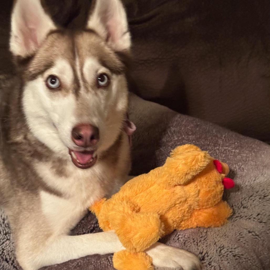 Enlarge Ohanna, a Adoptable Husky in Brainerd, MN image 4/4