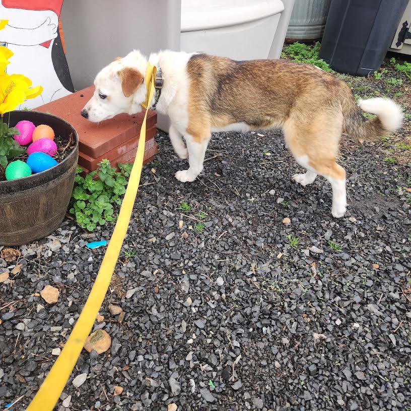 Enlarge Briar, an adopted mixed breed in Marshall, AR image 2/5