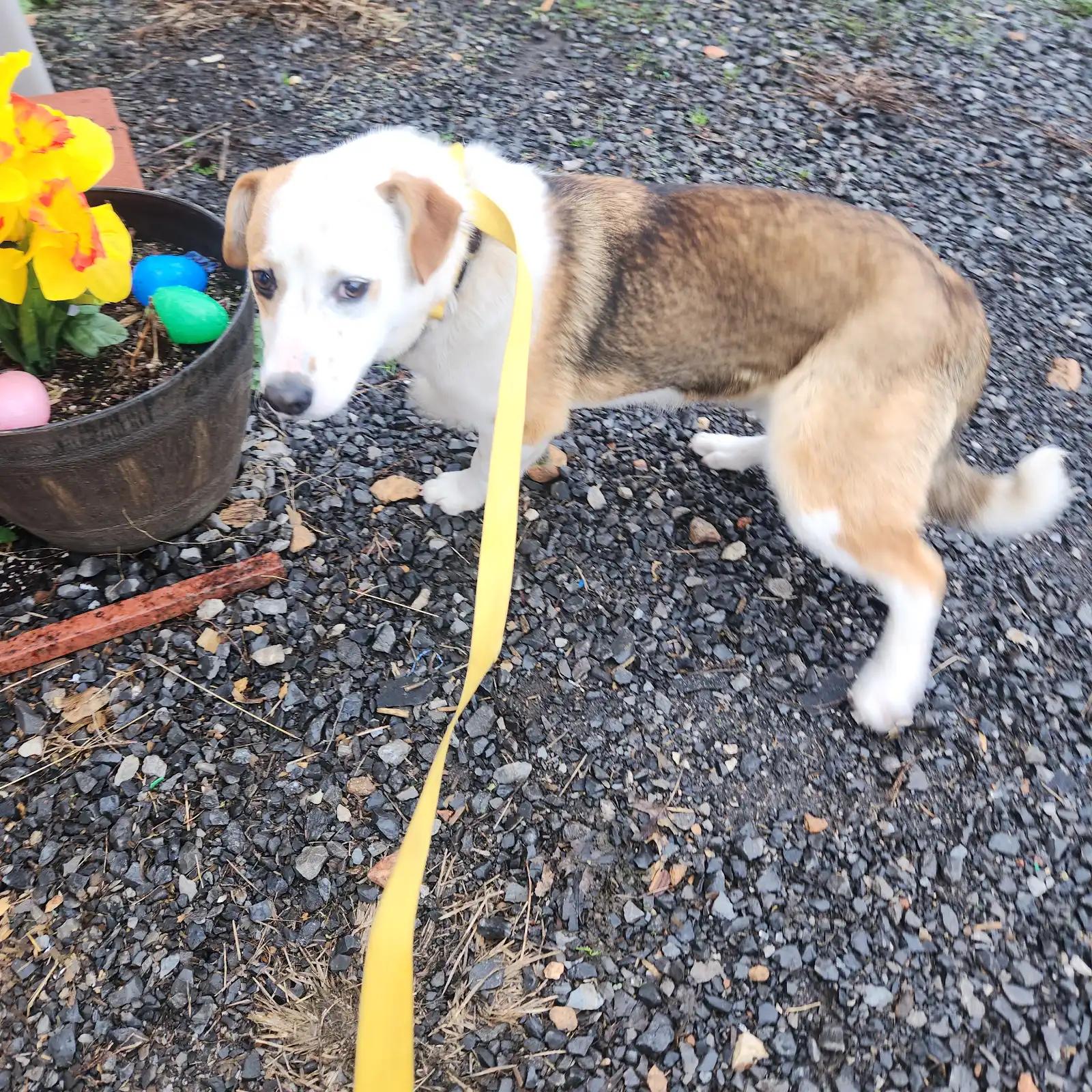 Enlarge Briar, an adopted mixed breed in Marshall, AR image 5/5