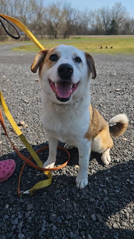 Enlarge Briar, an adopted mixed breed in Marshall, AR image 4/5