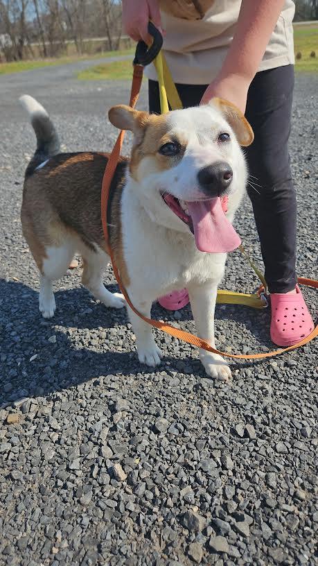 Briar, adopted, Young Female Jack Russell Terrier & Corgi.