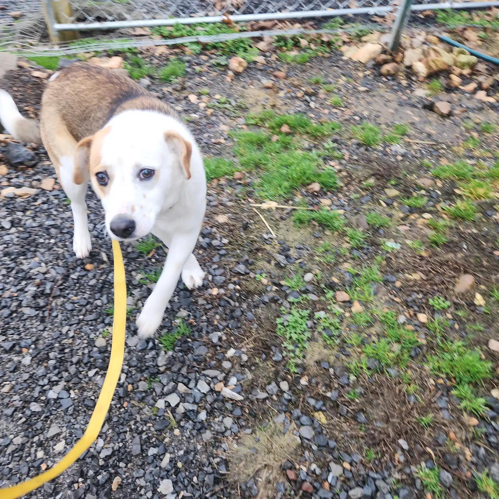 Enlarge Briar, an adopted mixed breed in Marshall, AR image 3/5