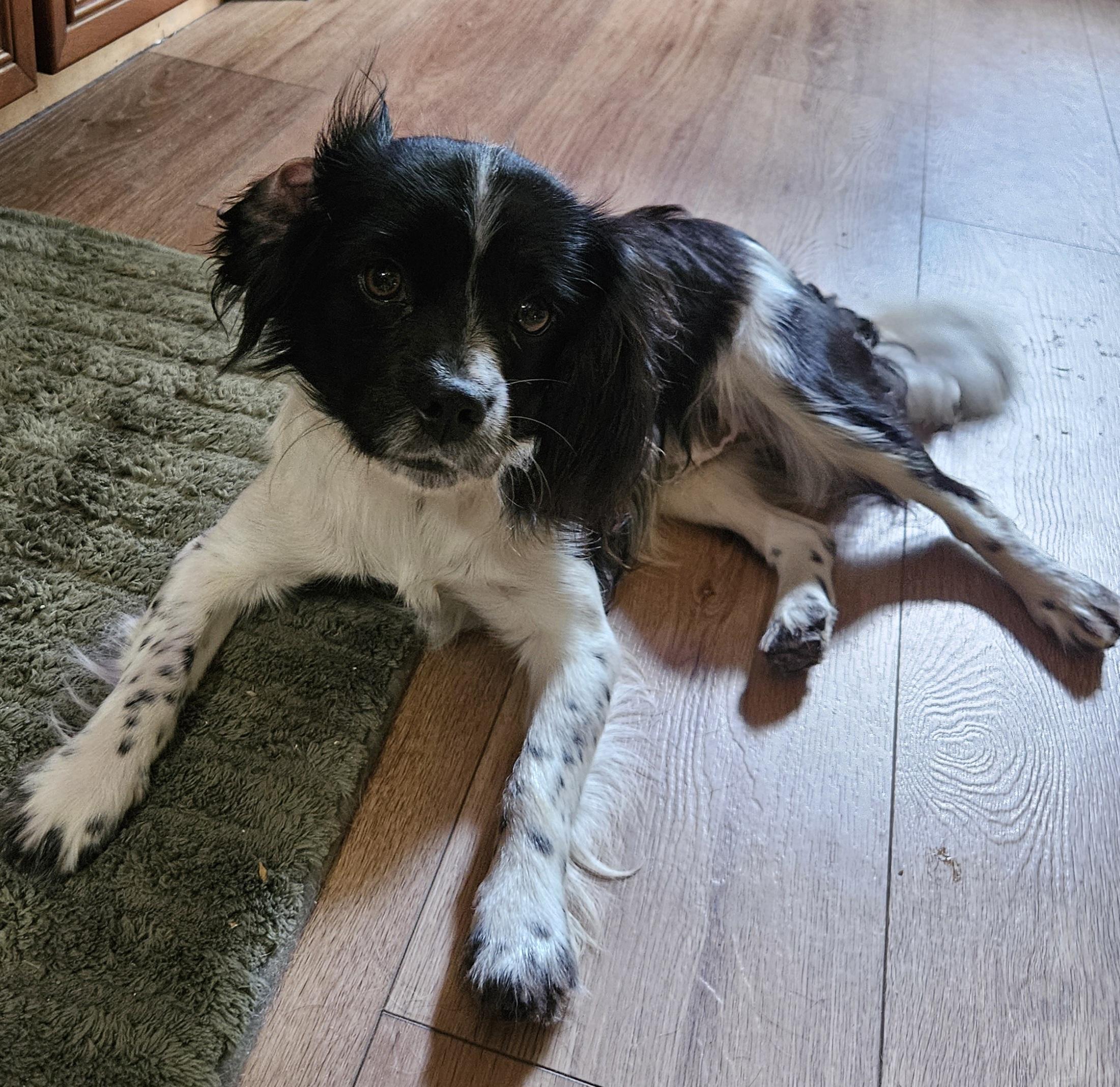 Enlarge Ollie, an adopted mixed breed in Martinsville, IN image 4/6