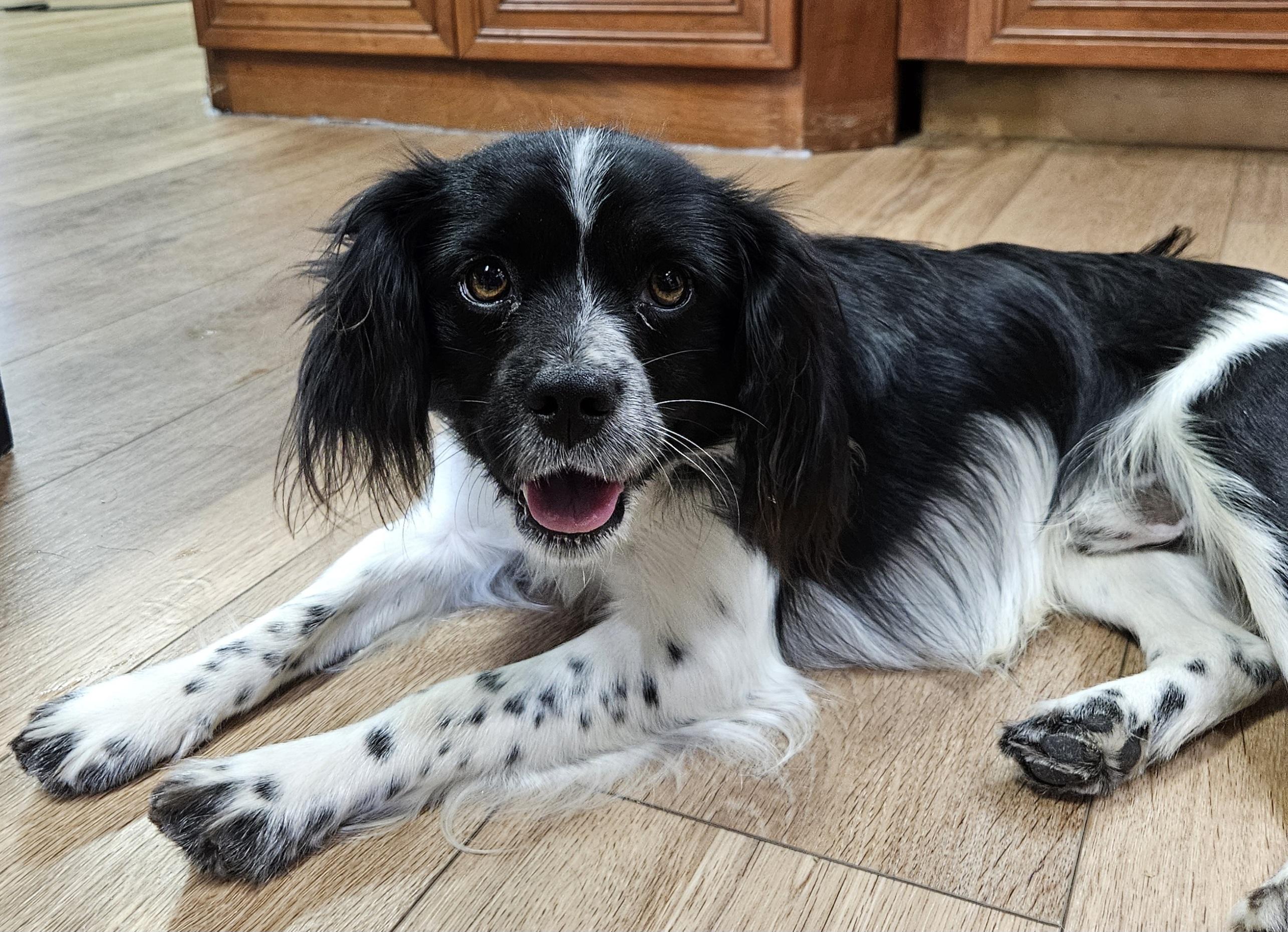 Enlarge Ollie, an adopted mixed breed in Martinsville, IN image 3/6