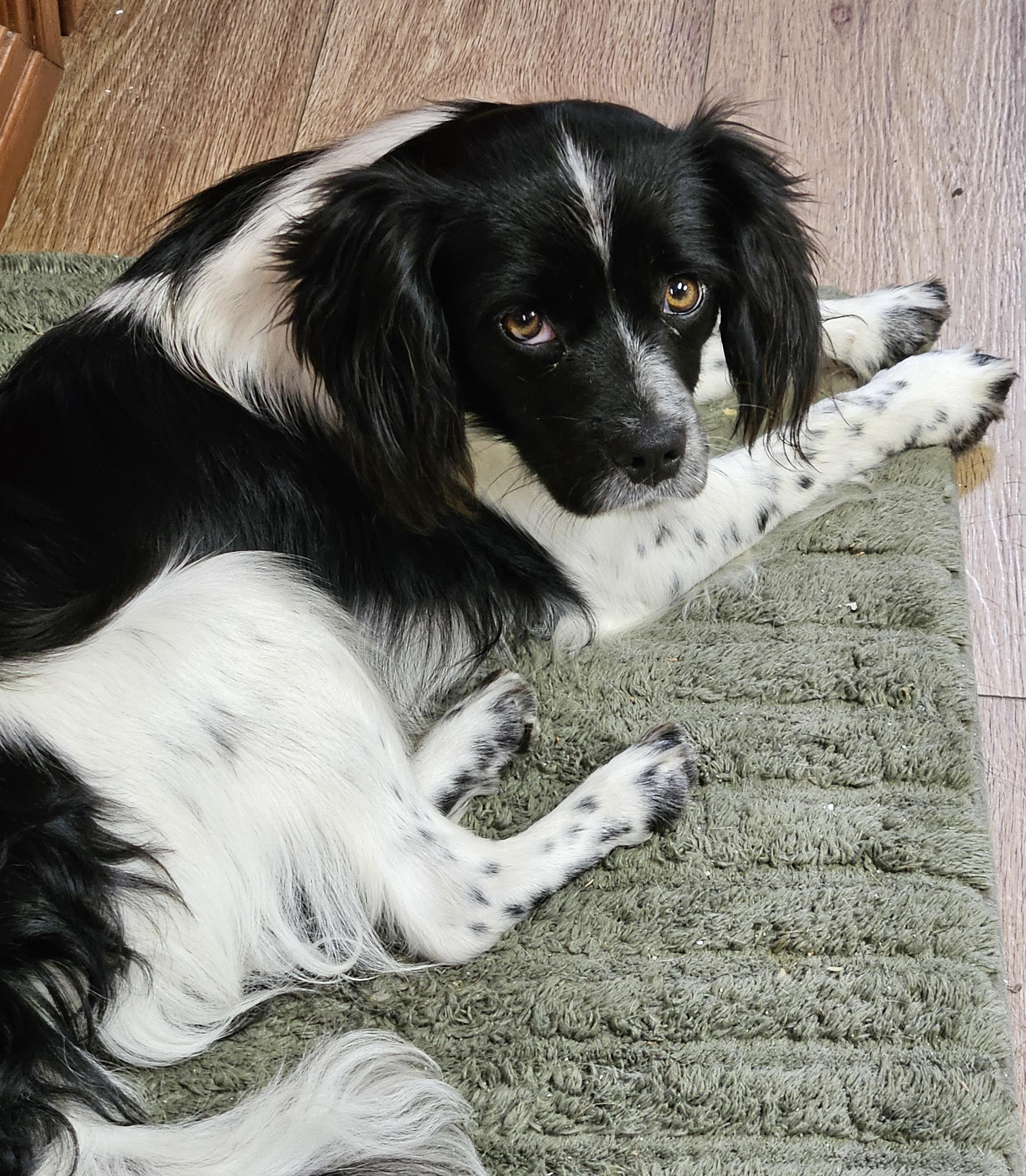 Enlarge Ollie, an adopted mixed breed in Martinsville, IN image 5/6