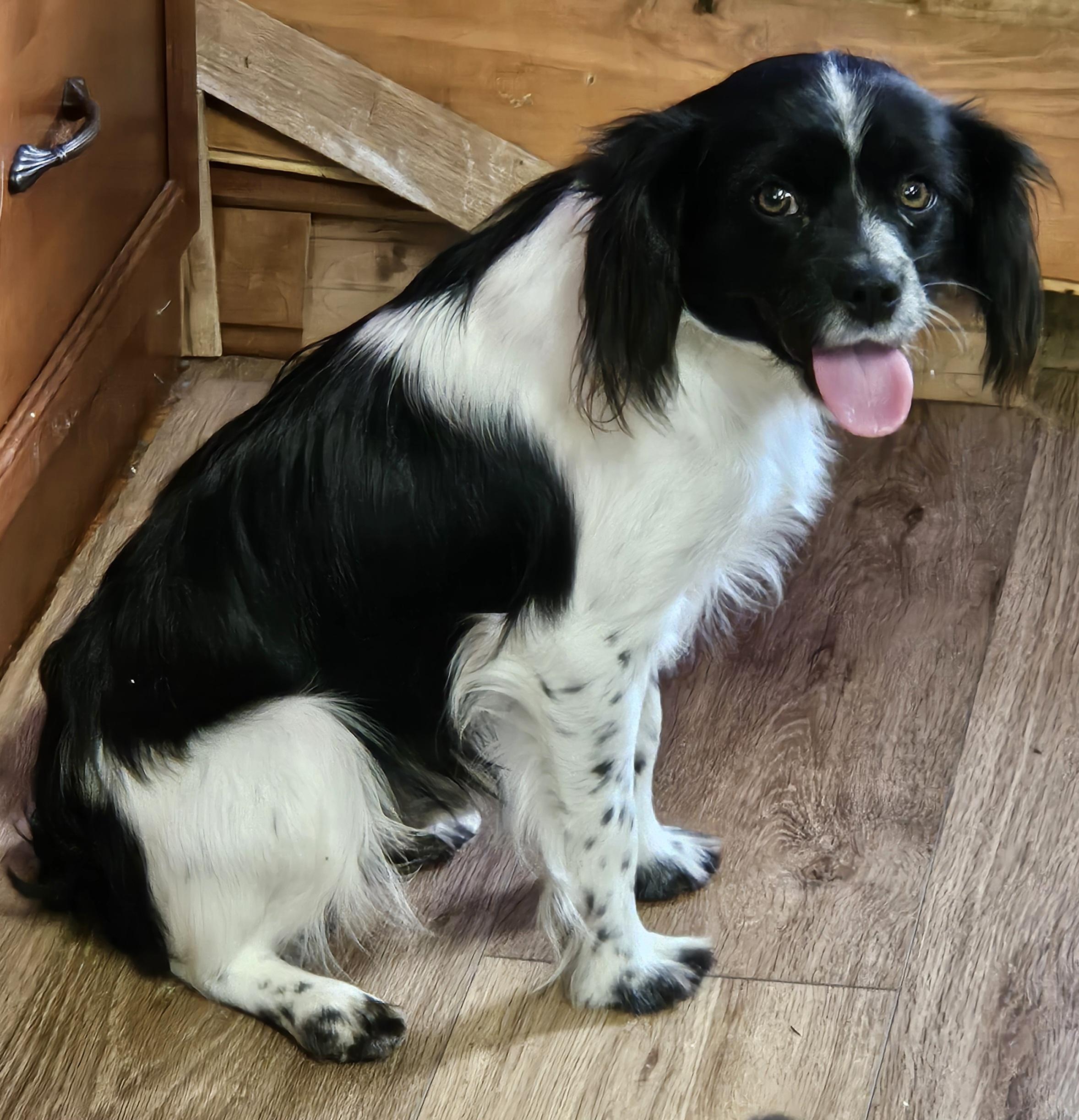 Enlarge Ollie, an adopted mixed breed in Martinsville, IN image 6/6