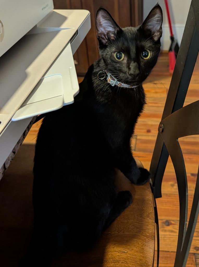 Silas, Adoptable, Kitten Male Domestic Short Hair.