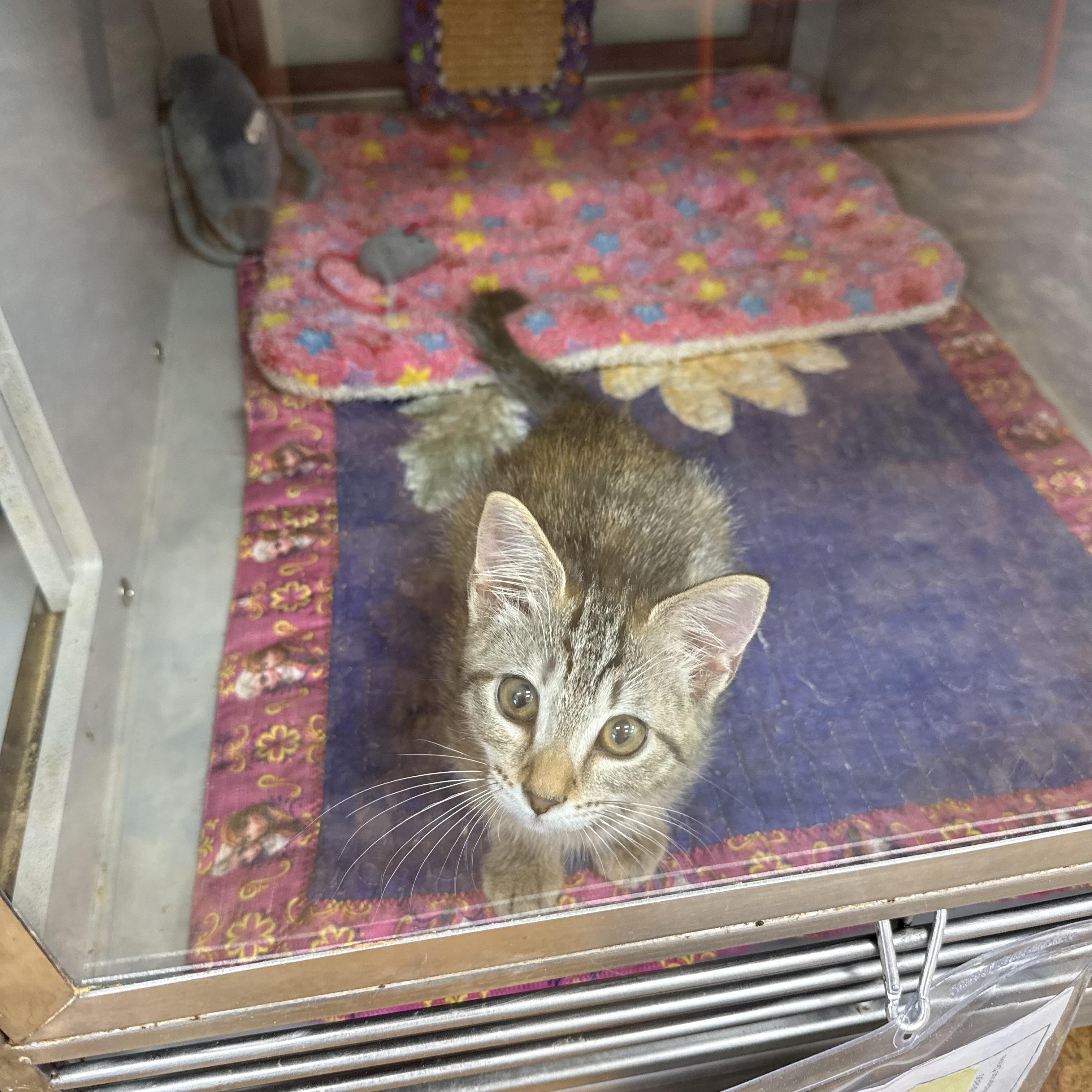 Zulmi, a ADOPTABLE Domestic Short Hair in Miami Beach, FL image 4/4