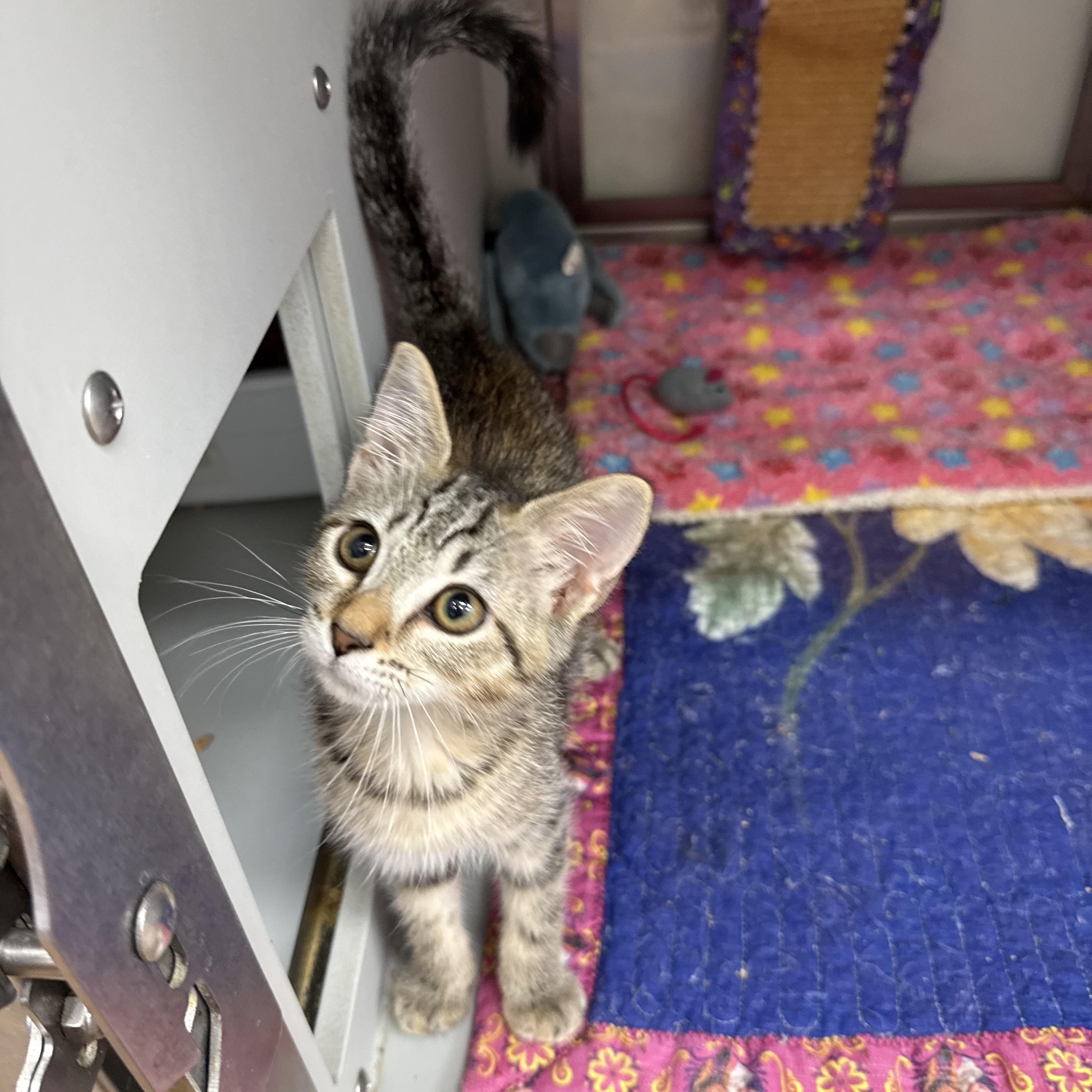Zulmi, a ADOPTABLE Domestic Short Hair in Miami Beach, FL image 1/4