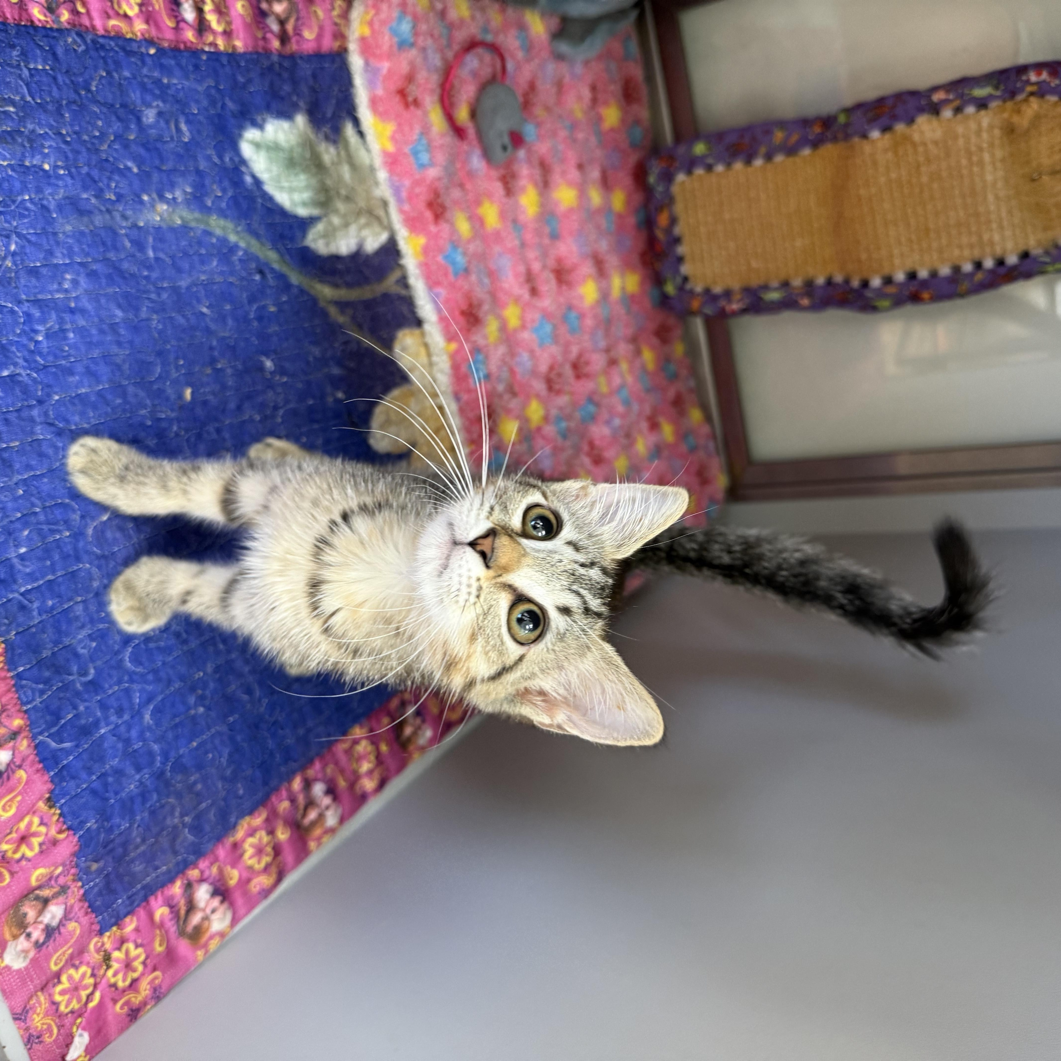 Zulmi, a ADOPTABLE Domestic Short Hair in Miami Beach, FL image 3/4