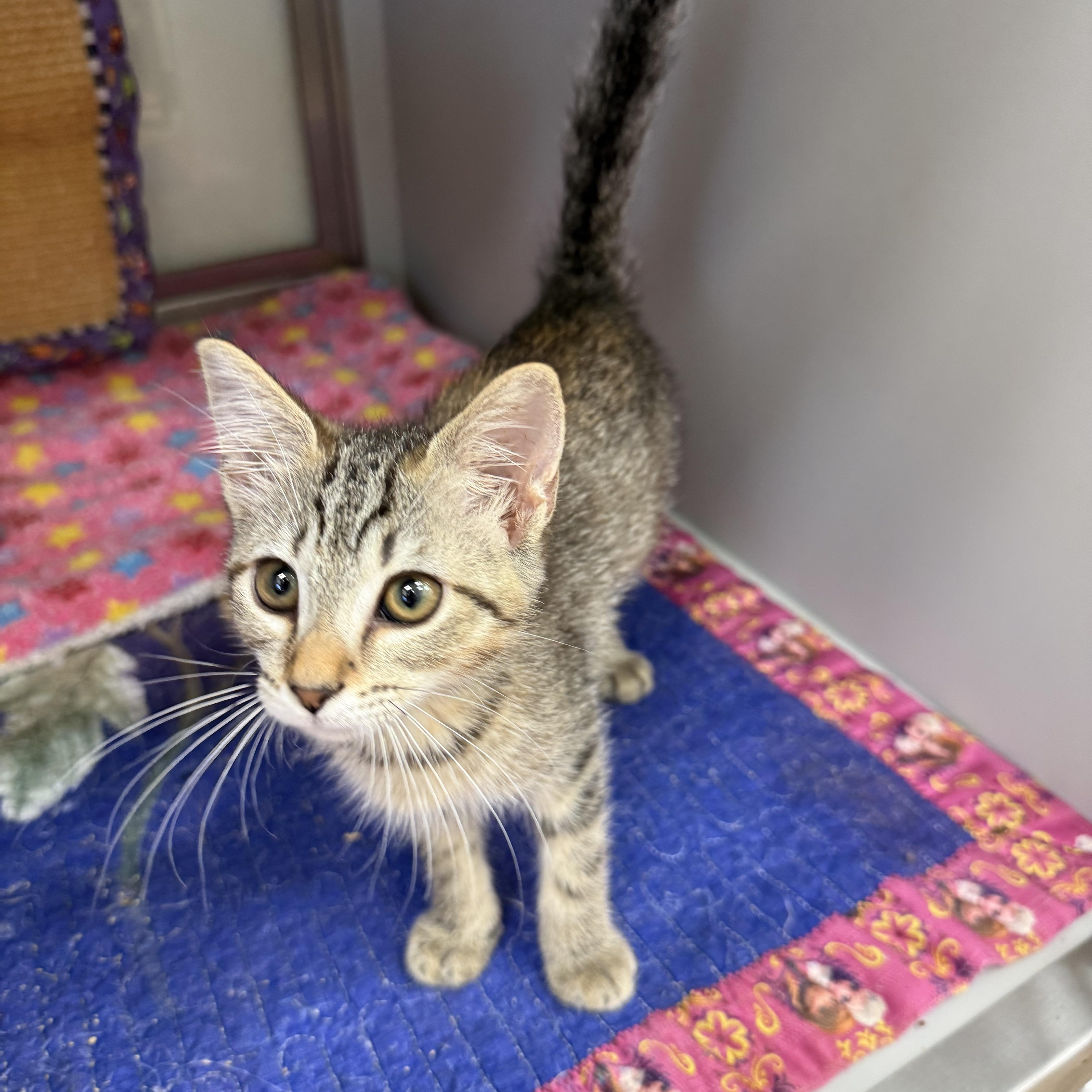 Zulmi, a ADOPTABLE Domestic Short Hair in Miami Beach, FL image 2/4