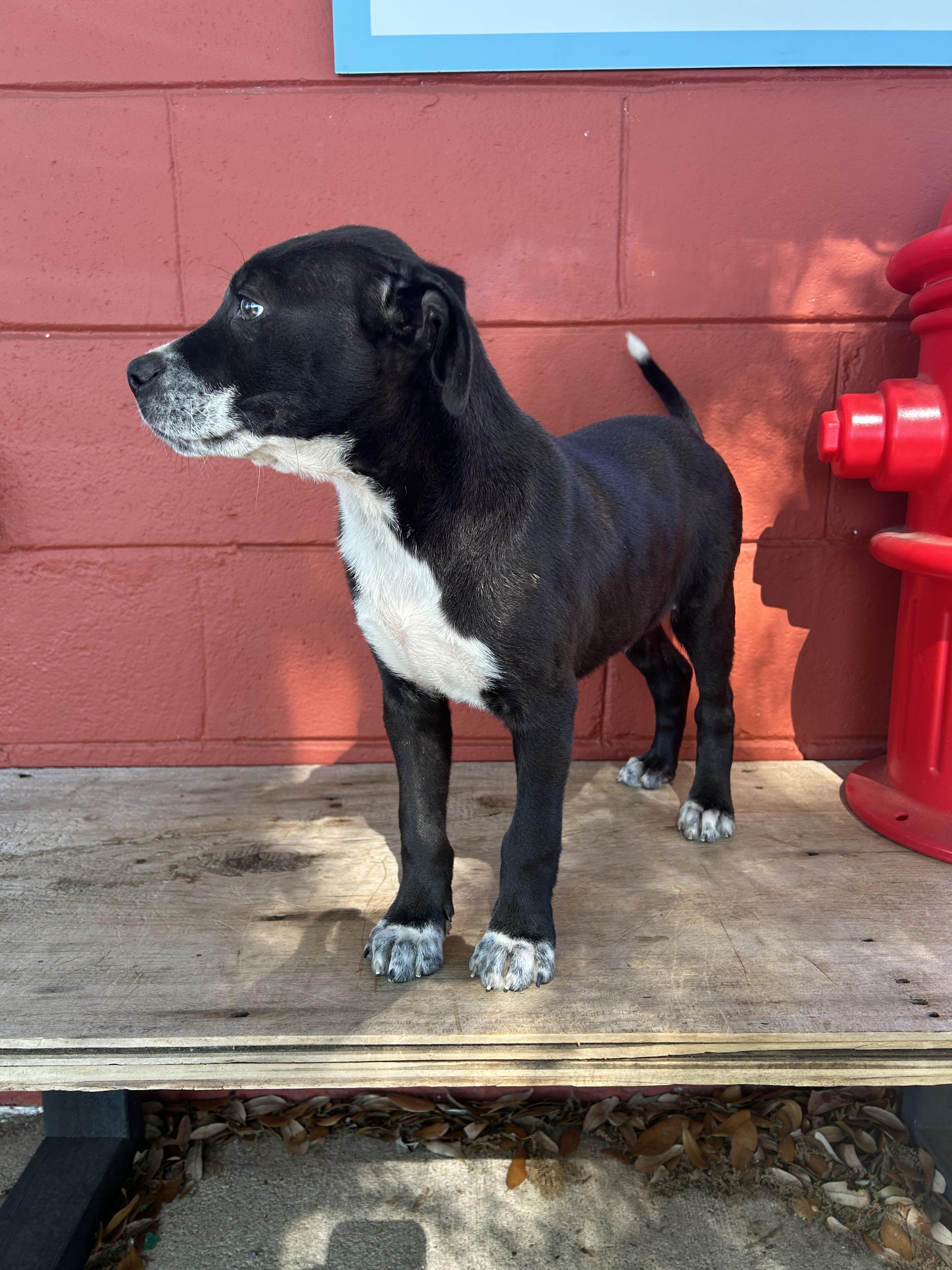 Sam, a ADOPTABLE mixed breed in Pensacola, FL image 6/6