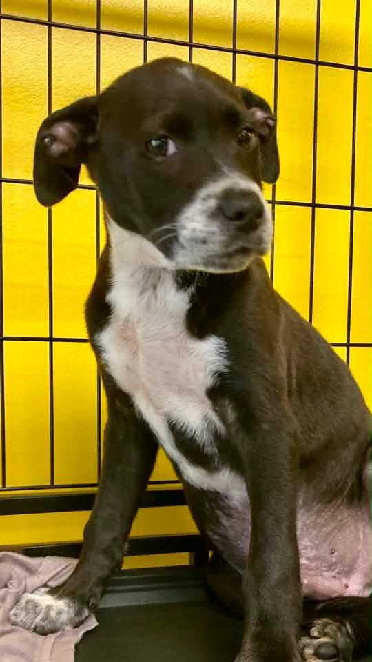 Sam, a ADOPTABLE mixed breed in Pensacola, FL image 2/6